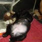 Agotada durmiendo junto a sus peluches.