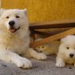 Los cachorros jugando a las escondidas. La madre los ayuda a esconderse....