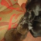 jugando con zarpas
