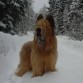 A Bixer le gusta su pelo y revolcarse en la nieve sobre todo es simpatico y me da la pata.