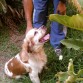 Bruno en el jardin