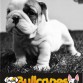 BULLCANES English and French bulldog puppies for Sale
Bulldog Ingles y bulldog frances a la venta!
http://www.bullcanes.net