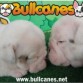 BULLCANES English and French bulldog puppies for Sale
Bulldog Ingles y bulldog frances a la venta!
http://www.bullcanes.net