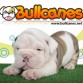 BULLCANES English and French bulldog puppies for Sale
Bulldog Ingles y bulldog frances a la venta!
http://www.bullcanes.net