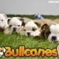 BULLCANES English and French bulldog puppies for Sale
Bulldog Ingles y bulldog frances a la venta!
http://www.bullcanes.net