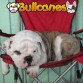 BULLCANES English and French bulldog puppies for Sale
Bulldog Ingles y bulldog frances a la venta!
http://www.bullcanes.net