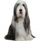 collie barbudo gris