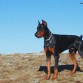 DOBERMMAN