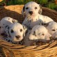 Cachorros Dalmatas en una cesta