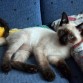 Mi gato nicolas cuando era pequeño