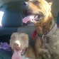 Tyson y Lula
