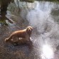 no les gusta el agua a estos perros.....jaja