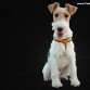 FOX TERRIER