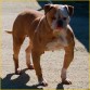 de billy bulldog mufoxy, es una de mis perras, es hija del rey mufassa de usa , el mayor reproductor en toda la historia del american bulldog.
