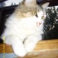 este es mi gato fufupapachu...
le decimos fufito...(porque para decirle el nombre completo)

bueno... nada mas...

besos!!

