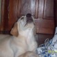GRRRR! sudo ladrandole al tio de mi novio