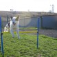 posando en agility