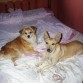 pancho y su hermana lola