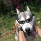 Lobo con mis gafas de sol