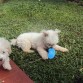 Jugando con un cepillo jeje....