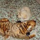 Junior con su tigre