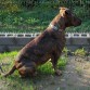 Kimba, hembra, staffordshire pitbull terrier, nacida a principios de 2.010.