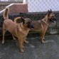 A la izquierda: Kaluha (P.Belga Malinois) a la derecha: Mulan (P. Holandes) 