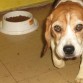 Matilda, Beagle Tricolor, 5 años. 
Flojisima