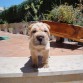 Este es Corso, nuestro guapísimo shar pei! Lo veis en nuestra terraza, con sus casi 2 meses y casi 5kg de peso (y subiendo). 

¿A que es guapetón?