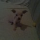su primera foto es cuando llego a my kaza tenia 2 meses