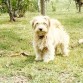 mi perro Nico
