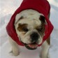 paquito in the snow