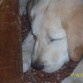 zzzZZZZZZZzzzzzzzzzzz no estaria dormido, ppero lo intentaba :P y eso que ni siquiera estaba en su frazada