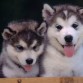 HUSKYS.