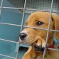 adoptenlo!