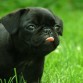 pug