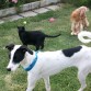 A jugar... je,je... perros y gatos conviven sin problemas... (la gata mayor (la de la foto, PiCi, es la que manda, por supuesto!!)
