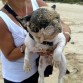 pepa rebozada en la playa