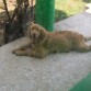 El Tuno recien banadito!
