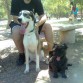 Mis 3 amores en el Alamillo, el día del Perro (30 de Mayo).