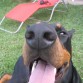 sonrisa de dobermann