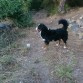 En el bosque