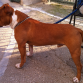 roke en el campo