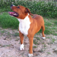 roke en el campo