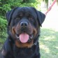 rottweiller