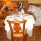 perros pensando en una mesa