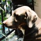 MI GALAN