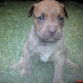 tayson hijo de moka