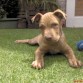 tayson 2 meses y medio