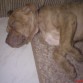 tayson durmiendo
